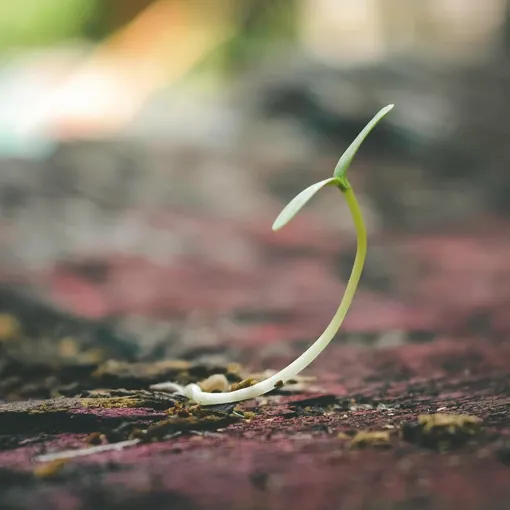 Seedling growth representing successful lead generation strategies Close up of a small green seedling sprouting from the ground, symbolising business growth through lead generation.