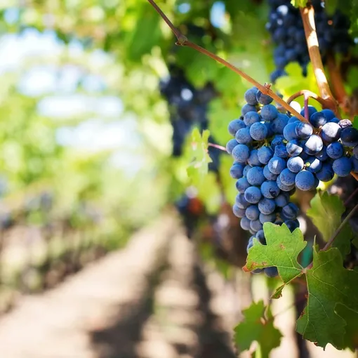 Harvesting results from effective lead generation campaigns Close up of ripe grapes on a vine, symbolising the results of successful lead generation strategies.